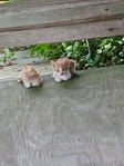 Free Kittens