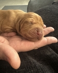Vizsla puppies