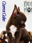 AKC Gorgeous Applehead Chihuahuas