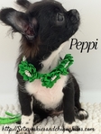 AKC Registered Male Applehead Chihuahuas