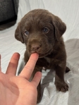 Chocolate Lab Puppies!