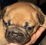 French Bulldog Puppies