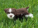 AKC Reg Miniature Schnauzers