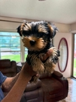 1 Male Yorkie