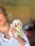 Teacup Poodles & Toy Poodle puppies- Shots & Registered.