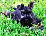 CKC Female Schnauzer Puppy