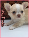 Sweet Promise AKC Applehead Longcoat Female