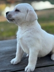 English Cream White Labrador Retriever Pups