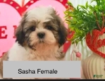 SHIH TZU'S