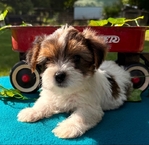 Yorkie
