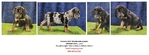 Anatolian Shepherd puppies, Bloodahoula's, and Catahoula's
