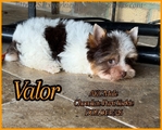 AKC Gorgeous Male Yorkies