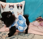 Pomeranian Puppy