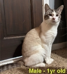 FREE!!!!!  Adorable Cats