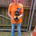 AKC German Rottweiler Puppies