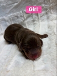 Long hair dachshunds