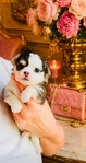 Teacup & Tiny Toy Chihuahua puppies