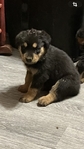 Rottweiler pup