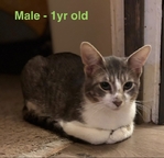 FREE!!!!!  Adorable Cats