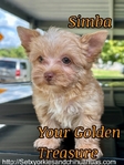 AKC Micro Yorkie baby boys