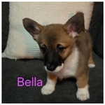 Akc Pembroke welsh corgi puppies