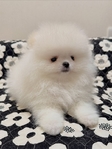 Purebred Pomeranian Puppies