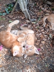Free Kittens in Port Arthur