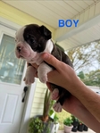 Boston Terrier Puppies - Ready Just in Time for Christmas!