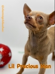 Rehoming Older Stunning Lilac & Tan Male Chihuahua