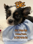 AKC Female & Male ChiYorkie