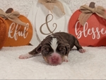 Toy Australian Shepherd Puppies!