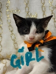 Free Kittens to good home!