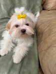 3/4 Shih Tzu, 1/4 Toy Poodle Puppies