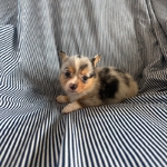 Merle Corgis CKC Registered