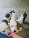 Free terrier puppies