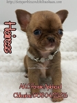 AKC Applehead Smooth Coat Chihuahuaa