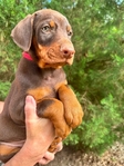 Doberman Puppies for sale