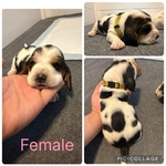 Basset hounds puppies
