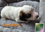 >🐾 BEAUTIFUL AKC MINI DACHSHUNDS AVAILABLE IN SETX! 🐾