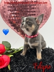 Stunning AKC Lilac Tri Colored  Male Applehead Chihuahua