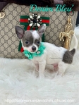 Male Registered Chihuahuas