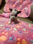 AKC Chihuahuas