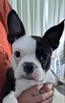 Boston Terrier’s For Sale