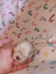 Shih-Tzu puppies