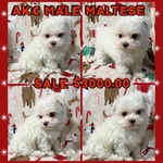 AKC MALE MALTESE CHAMPION BLOODLINE SALE $2000.00