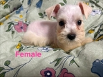 CKC Mini Schnauzer Pups $1000