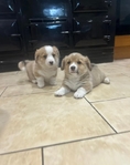 🐾 Pedigree Pembroke Welsh Corgi Puppies 🐾