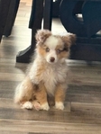 MINI/Toy  Aussie