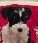 AKC Reg Minature Schnauzer