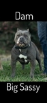 ABKC American Bully Puppies